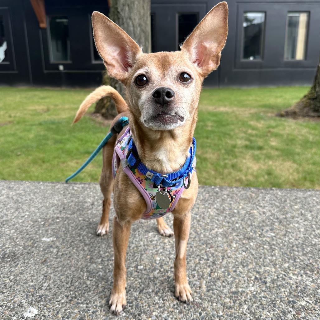 Enlarge Chloe, a Adoptable mixed breed in Woodinville, WA image 4/6