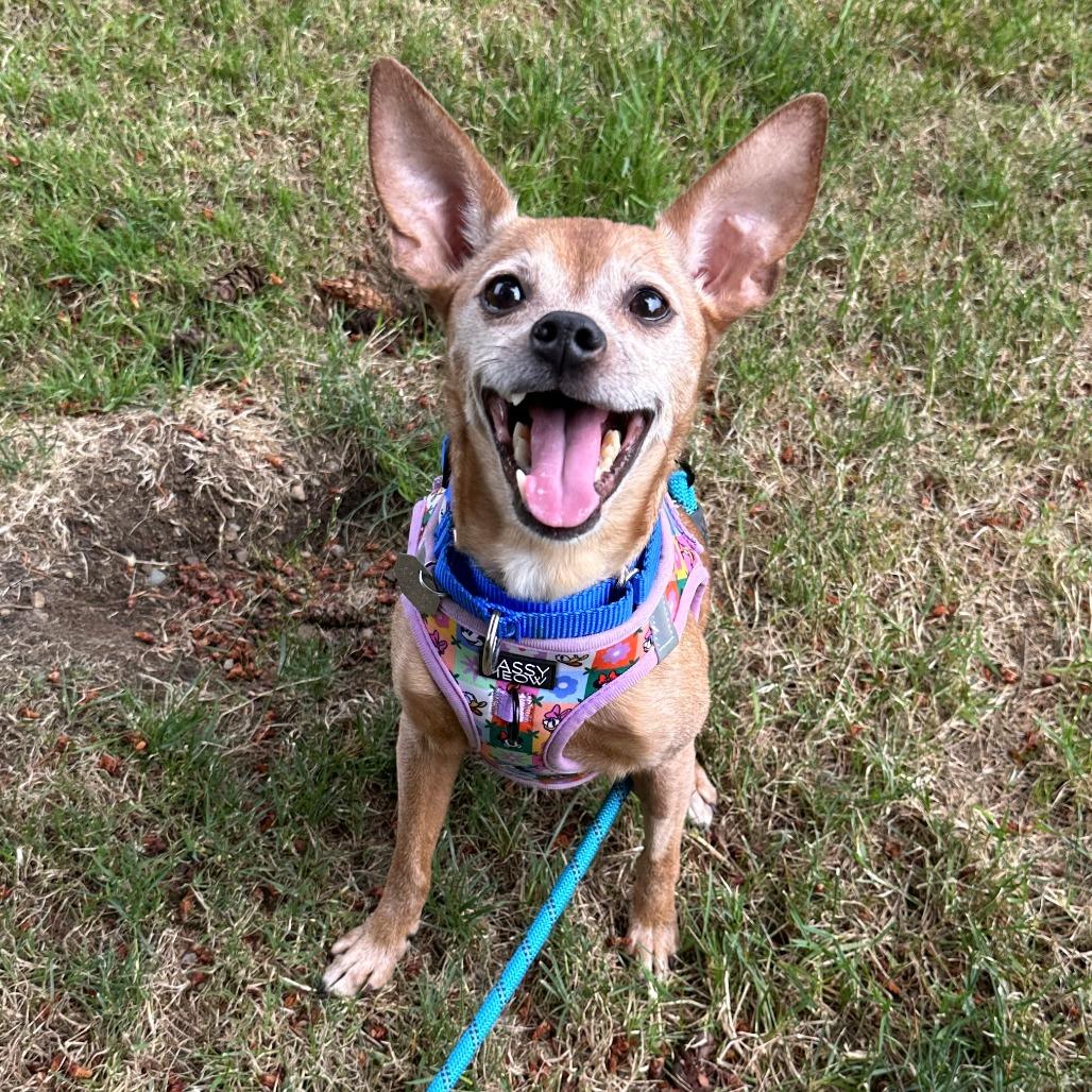 Enlarge Chloe, a Adoptable mixed breed in Woodinville, WA image 5/6