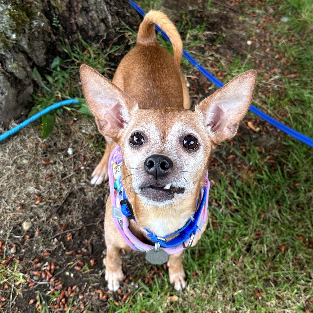 Enlarge Chloe, a Adoptable mixed breed in Woodinville, WA image 6/6