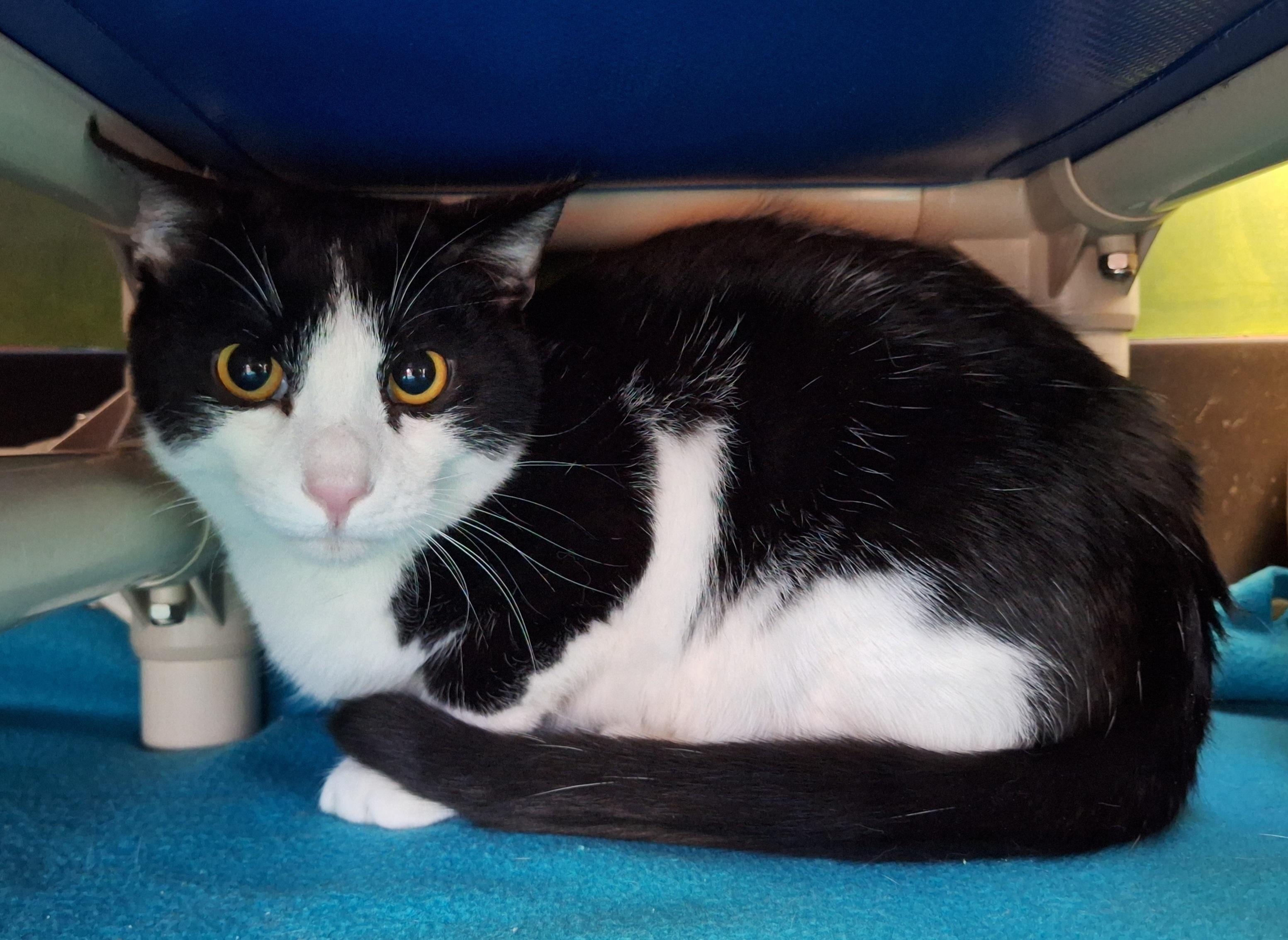 Enlarge Choco, a Adoptable Domestic Short Hair in Payson, AZ image 1/2