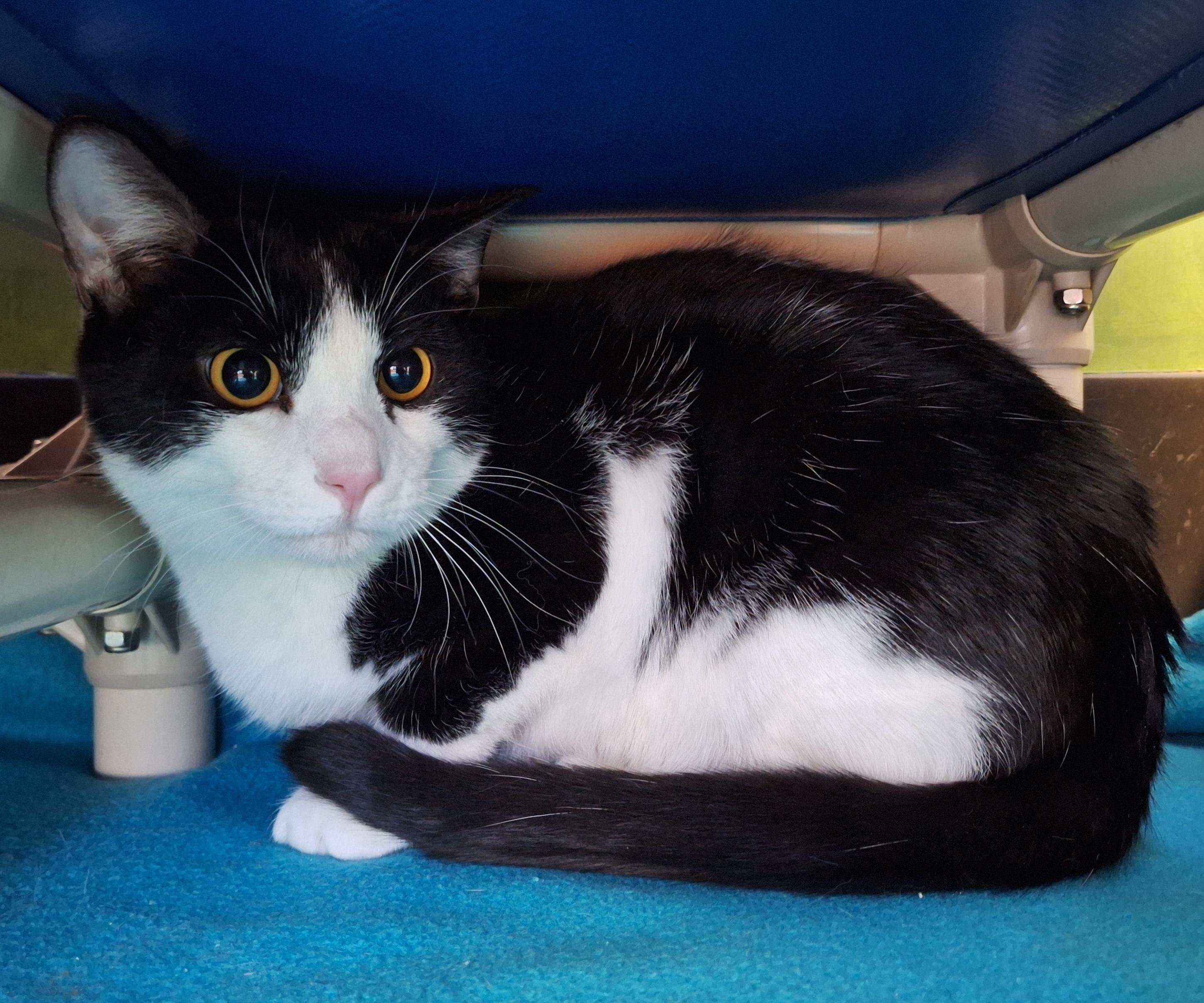 Enlarge Choco, a Adoptable Domestic Short Hair in Payson, AZ image 2/2