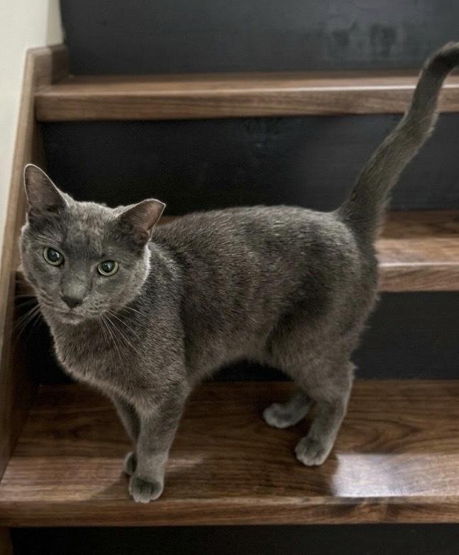 Donkey-FIV+, Adoptable, Adult Male Domestic Short Hair.