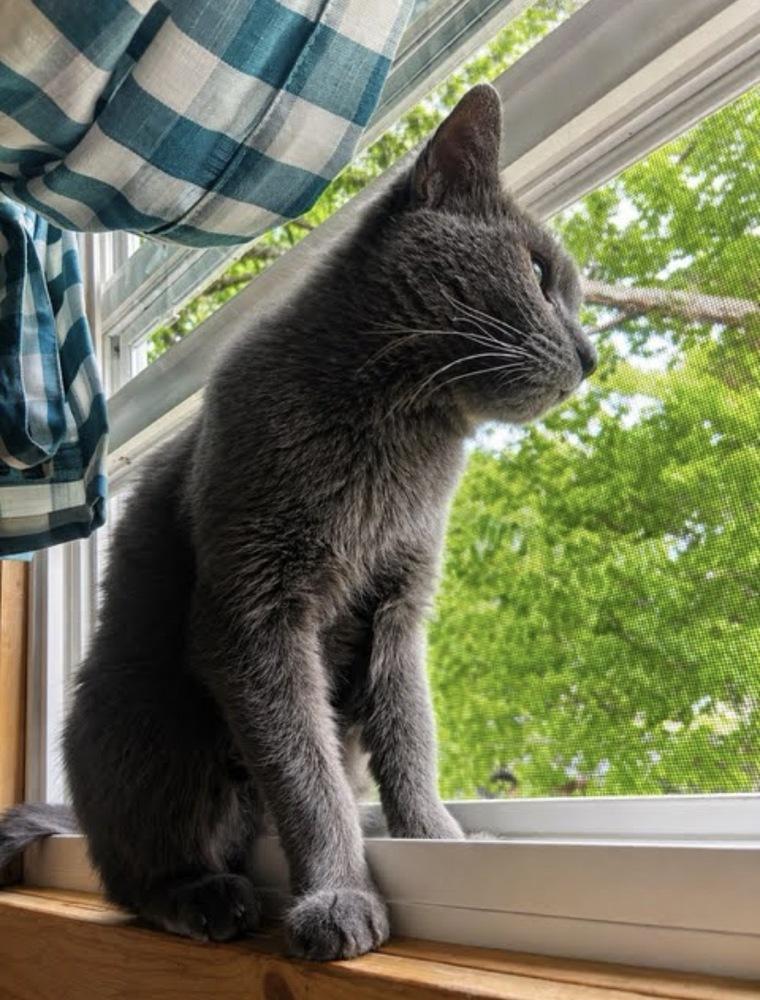 Donkey-FIV+, Adoptable, Adult Male Domestic Short Hair.