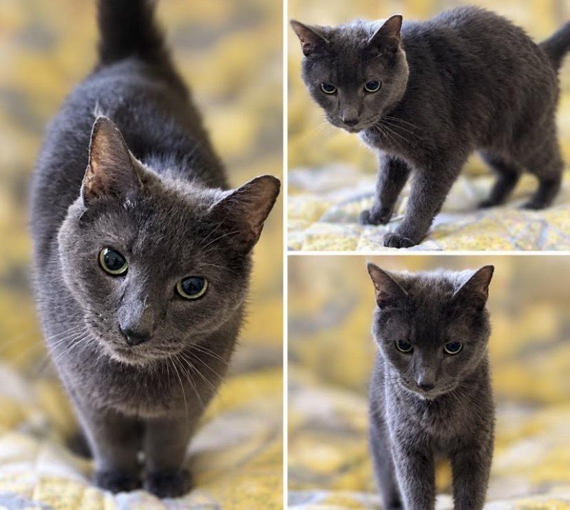 Enlarge Donkey-FIV+, a Adoptable Domestic Short Hair in Clarksville, TN image 2/6