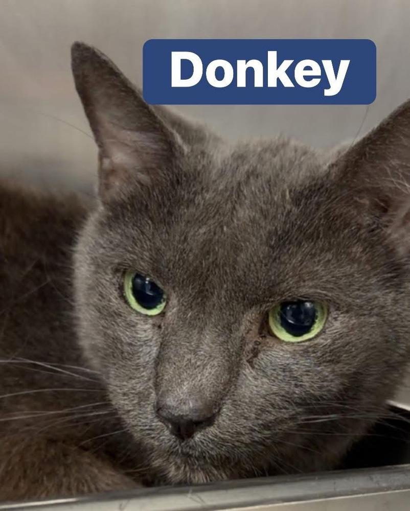 Enlarge Donkey-FIV+, a Adoptable Domestic Short Hair in Clarksville, TN image 2/3