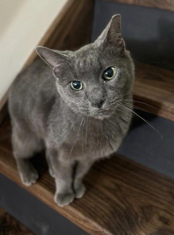 Enlarge Donkey-FIV+, a Adoptable Domestic Short Hair in Clarksville, TN image 4/6