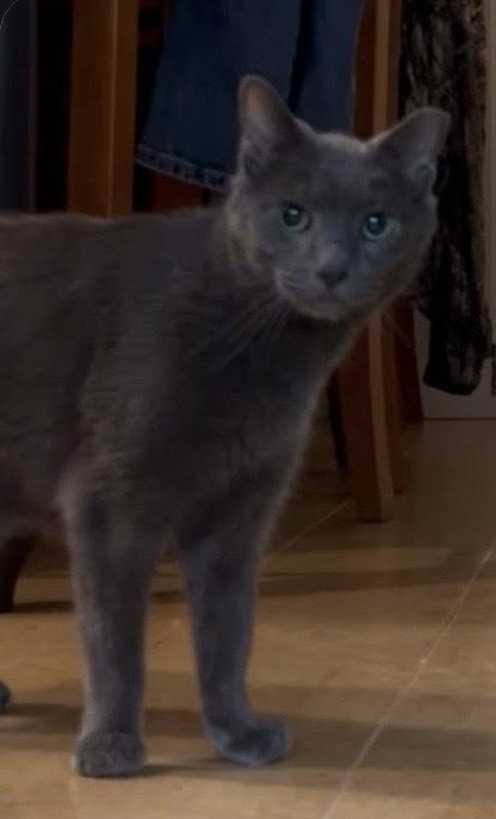 Enlarge Donkey-FIV+, a Adoptable Domestic Short Hair in Clarksville, TN image 5/5