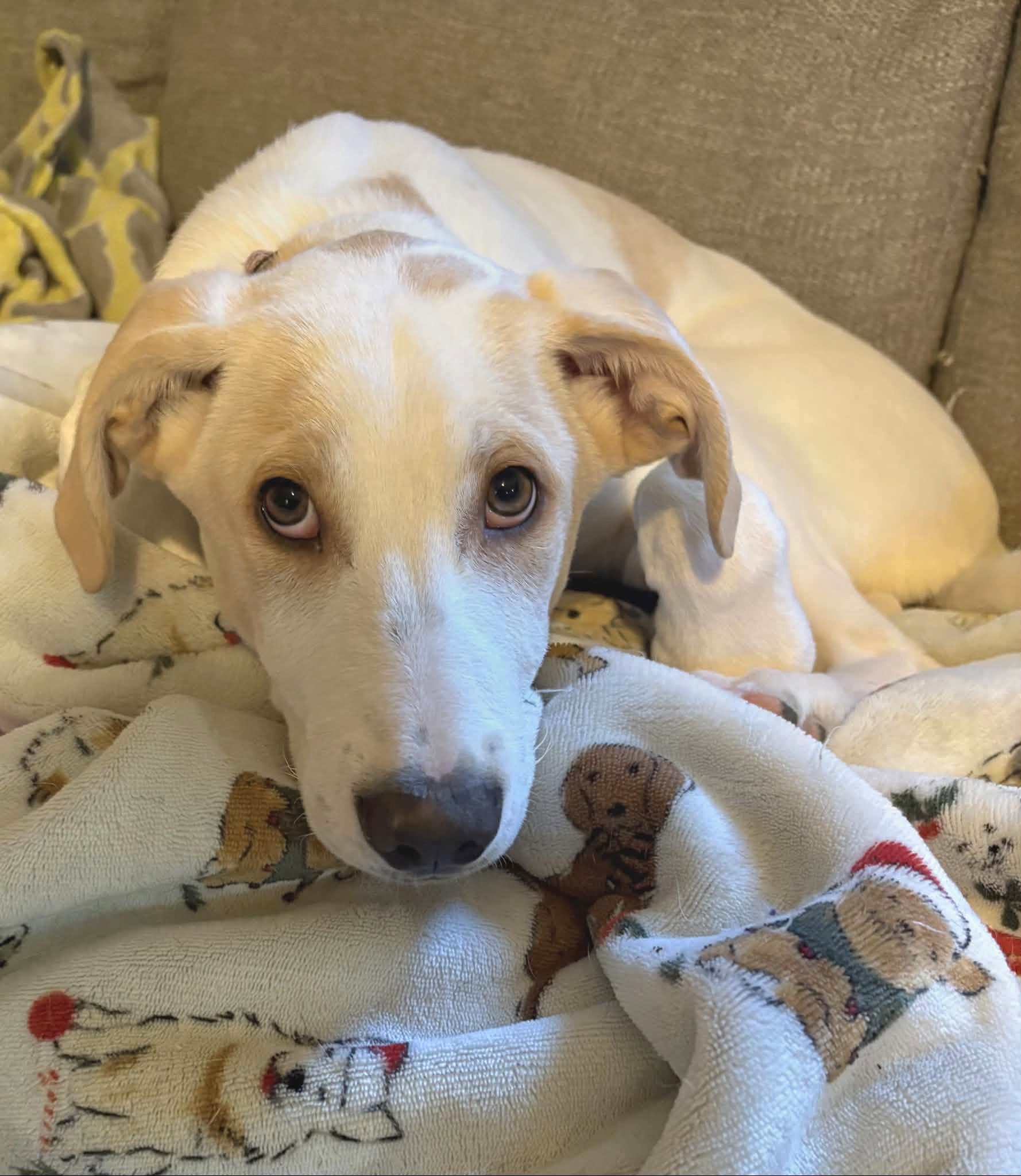 Enlarge Nash, a Adoptable mixed breed in Lincoln, NE image 4/5