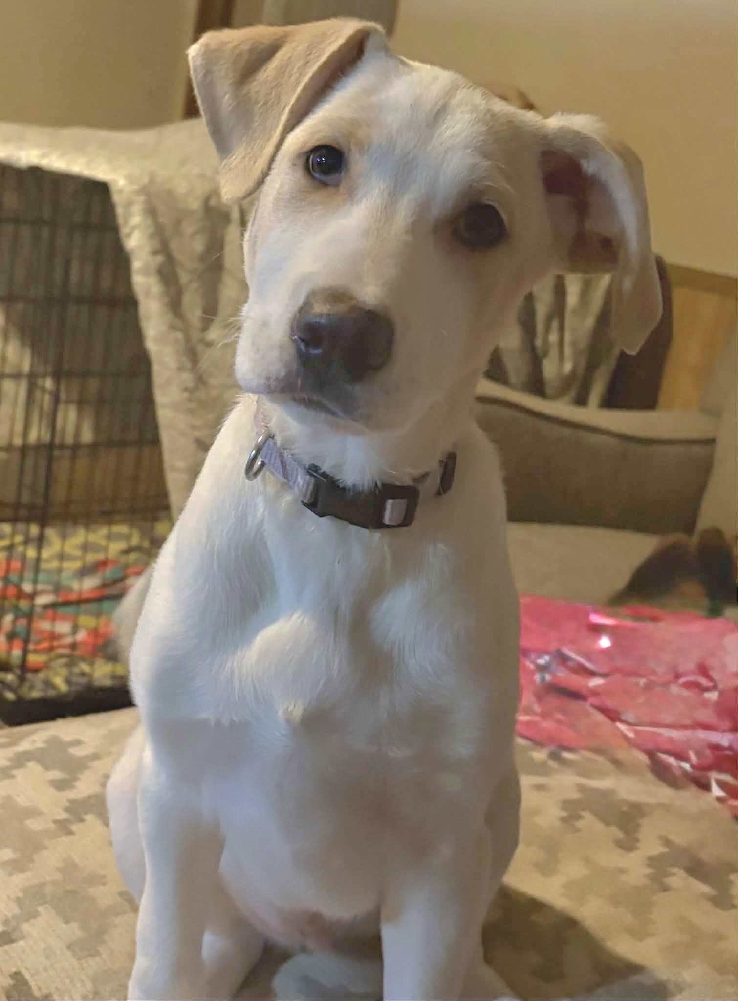 Enlarge Nash, a Adoptable mixed breed in Lincoln, NE image 5/5