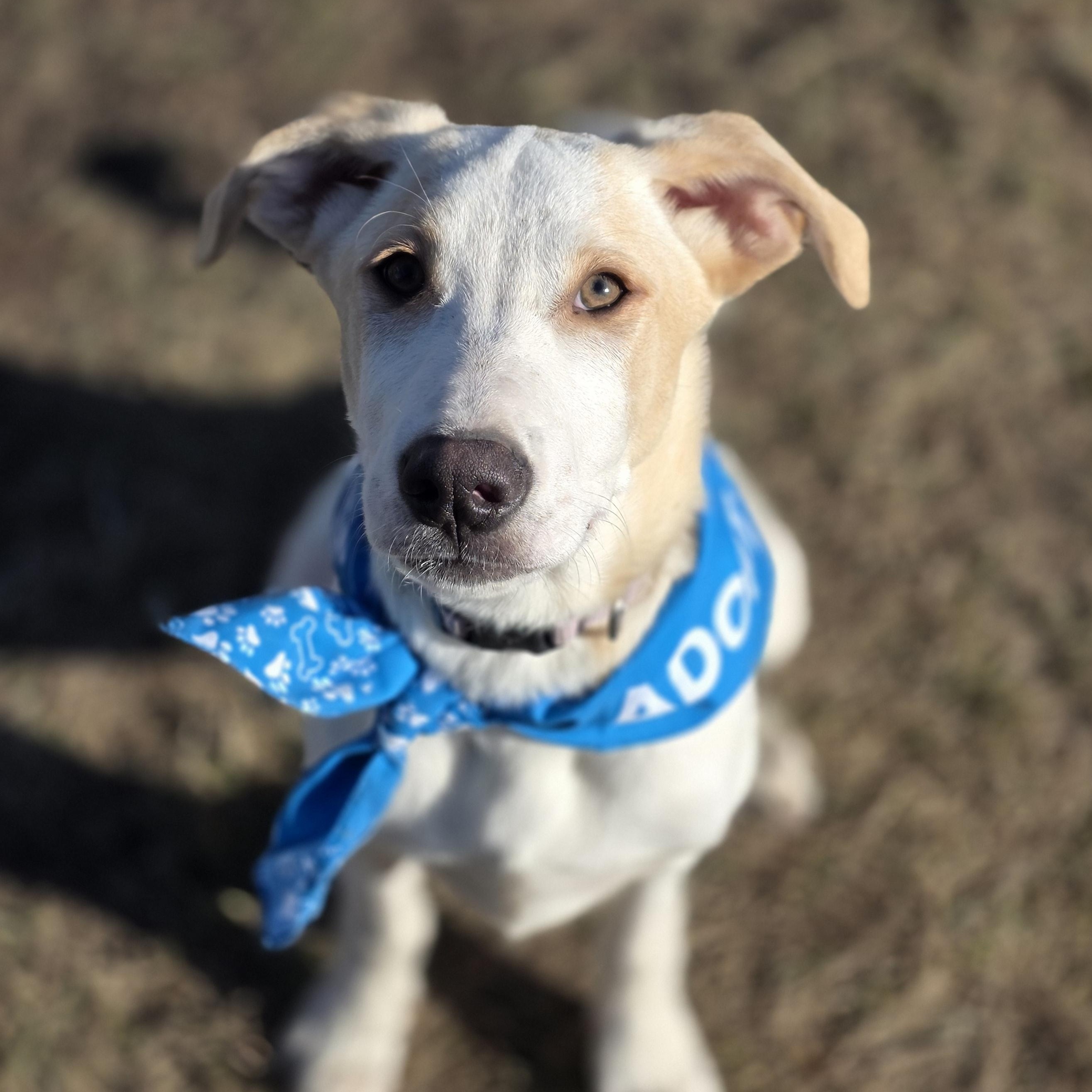 Enlarge Nash, a Adoptable mixed breed in Lincoln, NE image 1/5