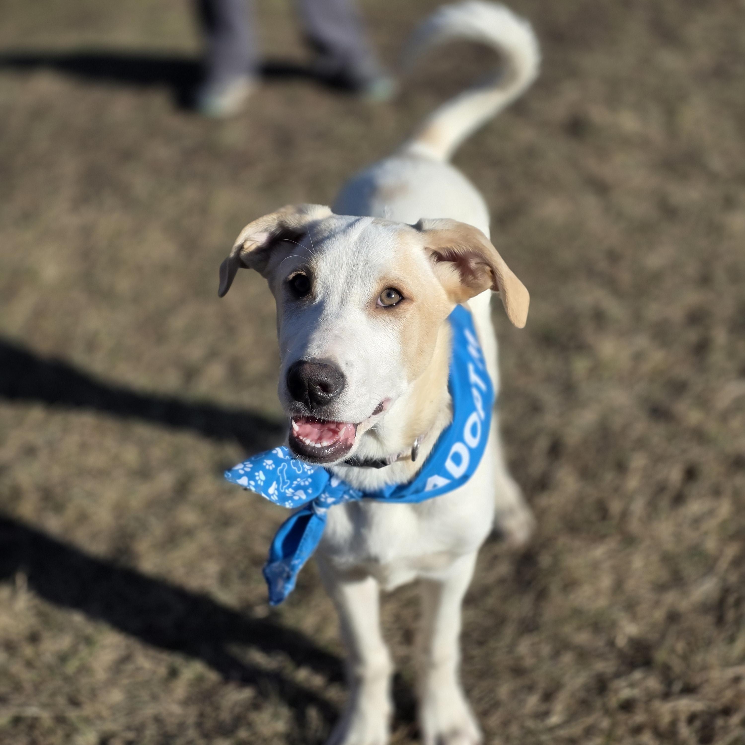 Enlarge Nash, a Adoptable mixed breed in Lincoln, NE image 3/5