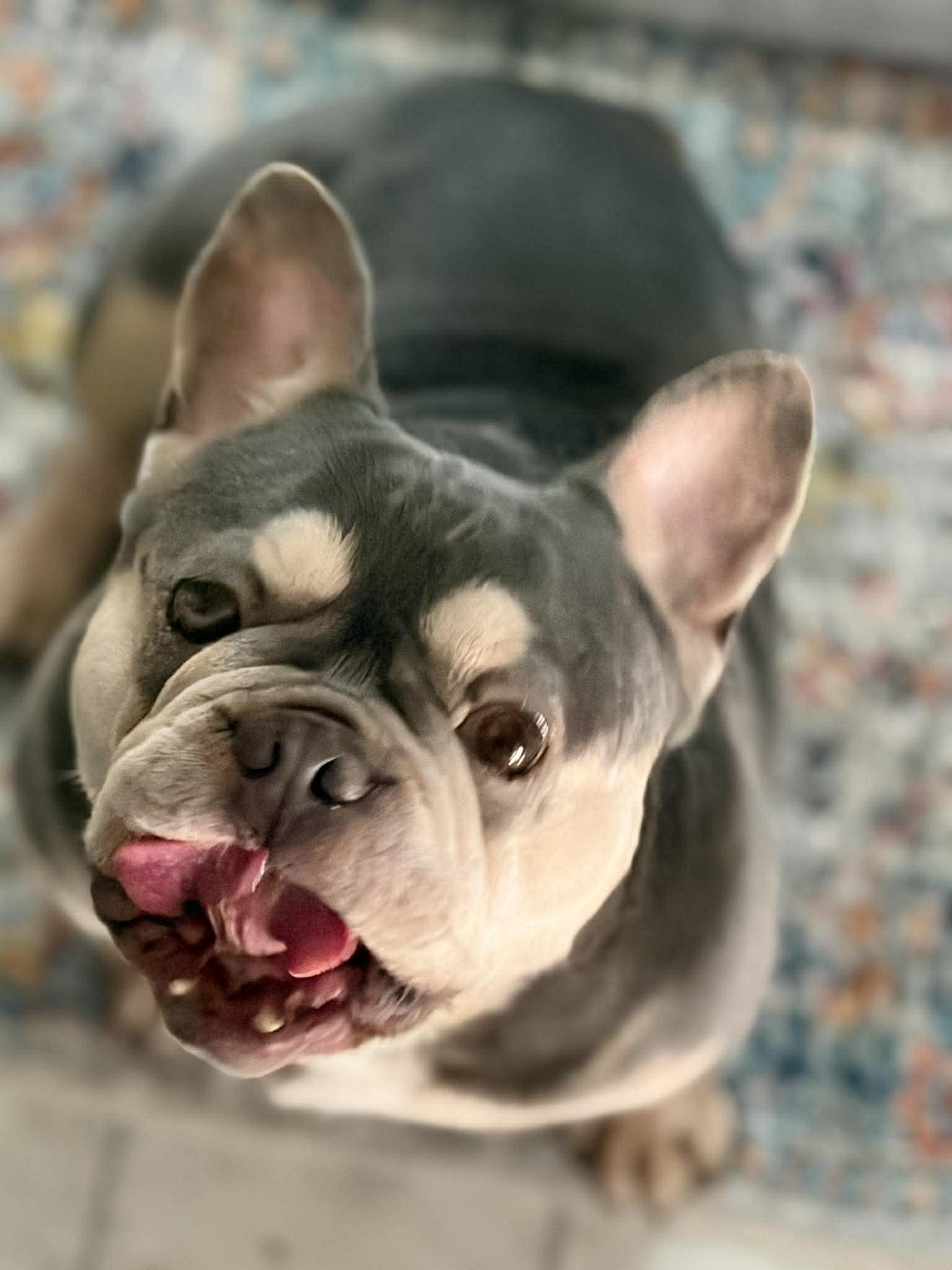 Enlarge Rockefeller, a Adoptable French Bulldog in Branchport, NY image 4/6