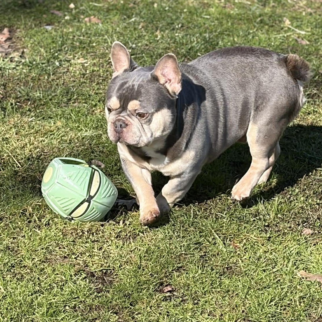 Enlarge Rockefeller, a Adoptable French Bulldog in Branchport, NY image 6/6