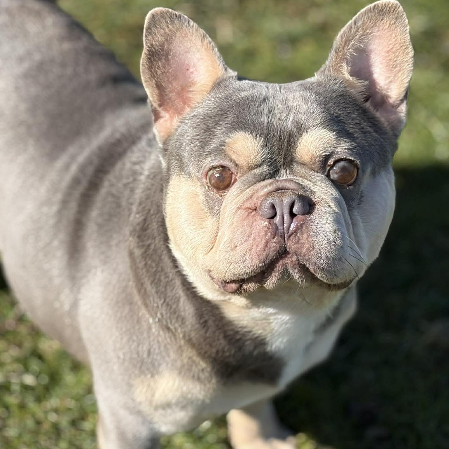 Enlarge Rockefeller, a Adoptable French Bulldog in Branchport, NY image 2/6