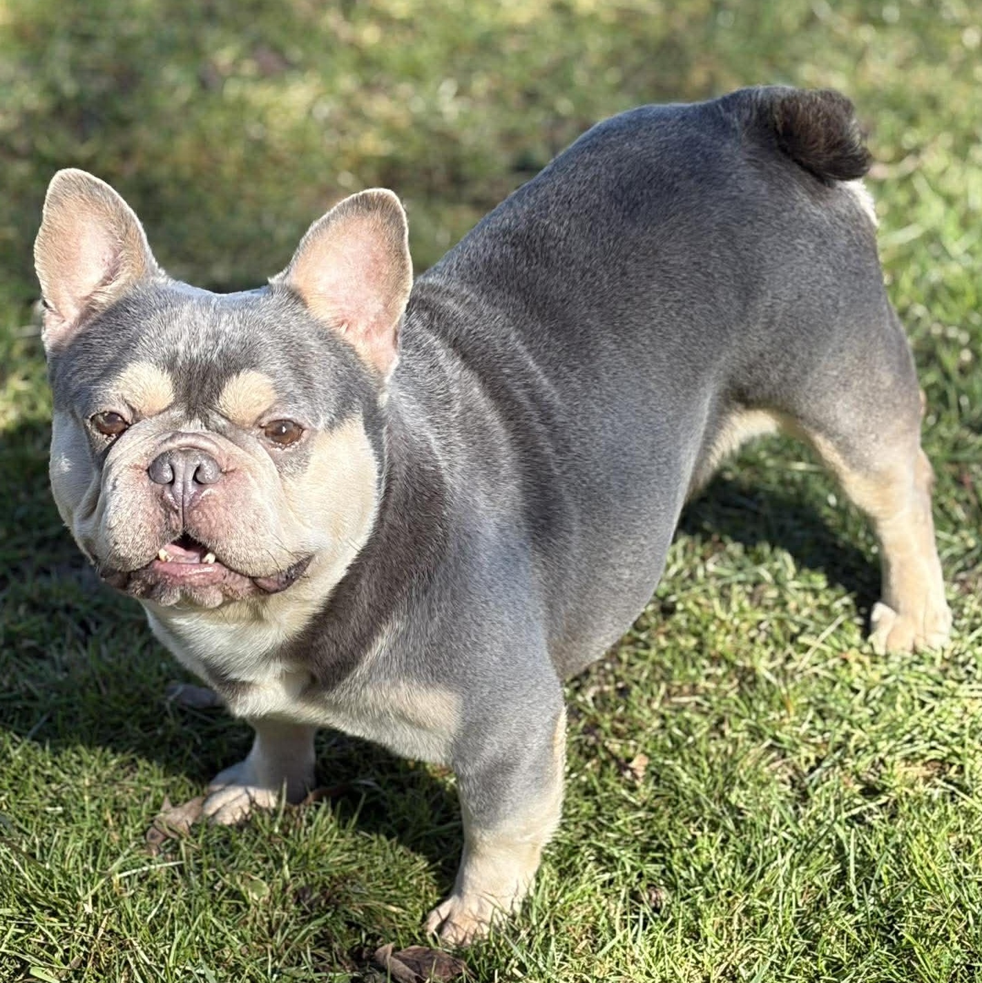Enlarge Rockefeller, a Adoptable French Bulldog in Branchport, NY image 5/6