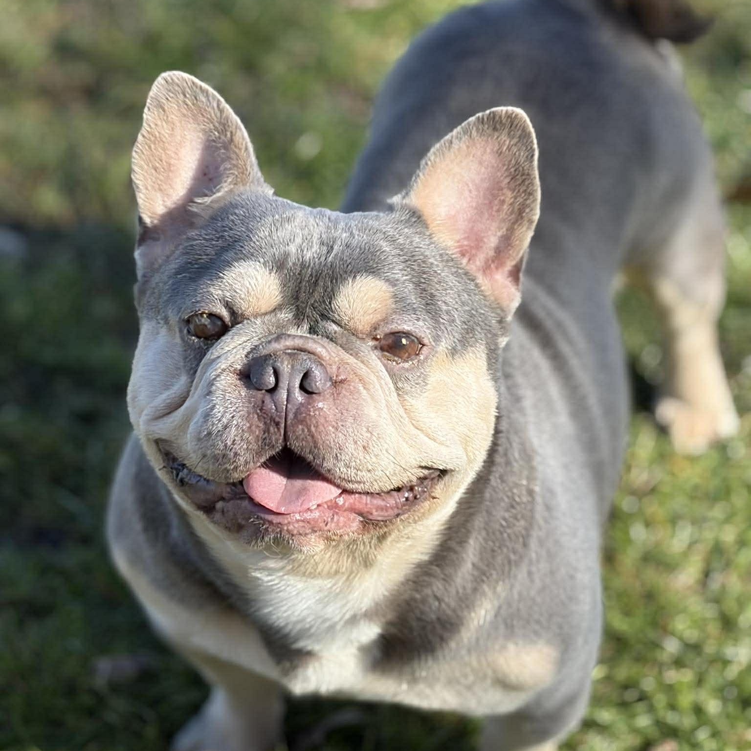 Rockefeller, Adoptable, Adult Male French Bulldog.