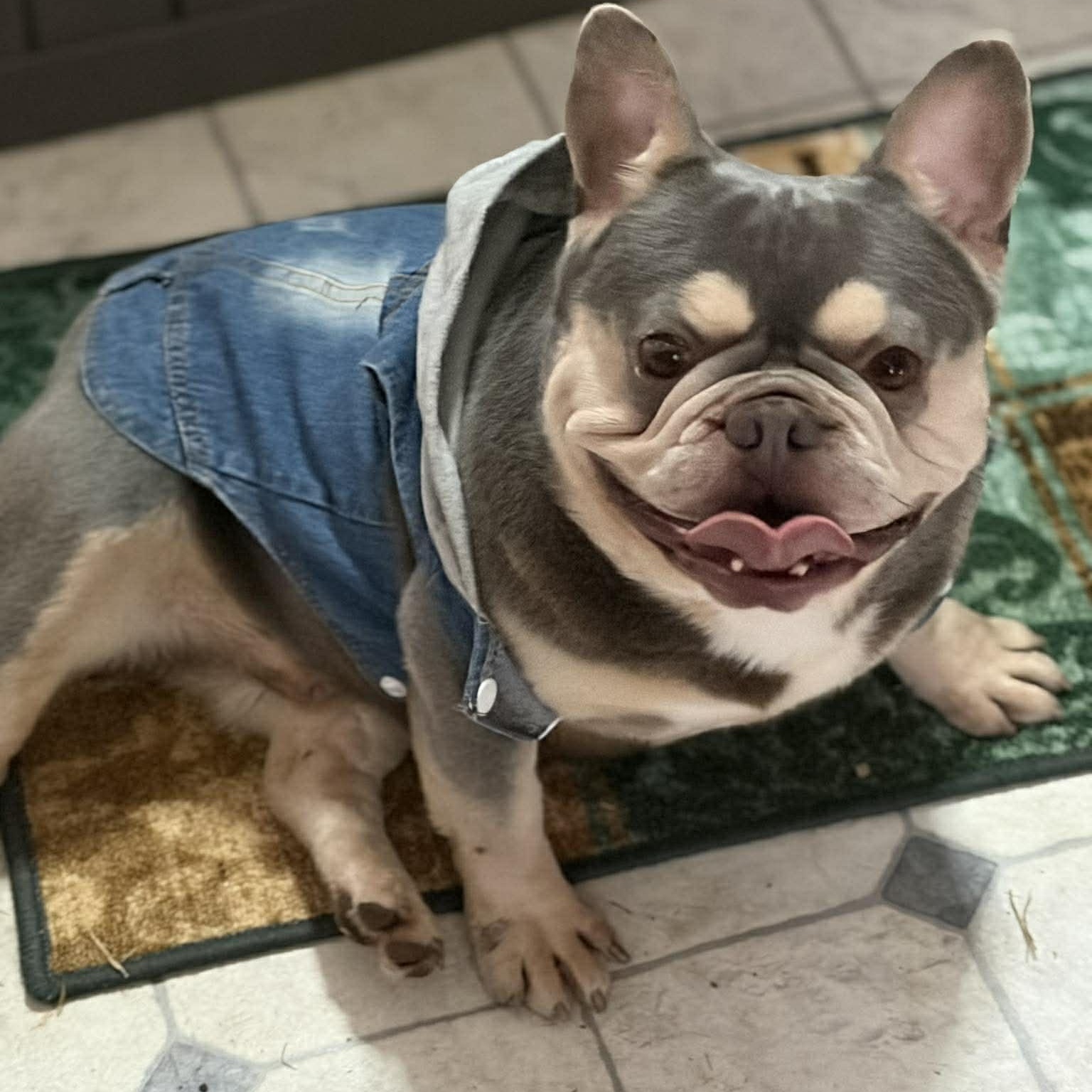 Enlarge Rockefeller, a Adoptable French Bulldog in Branchport, NY image 3/6