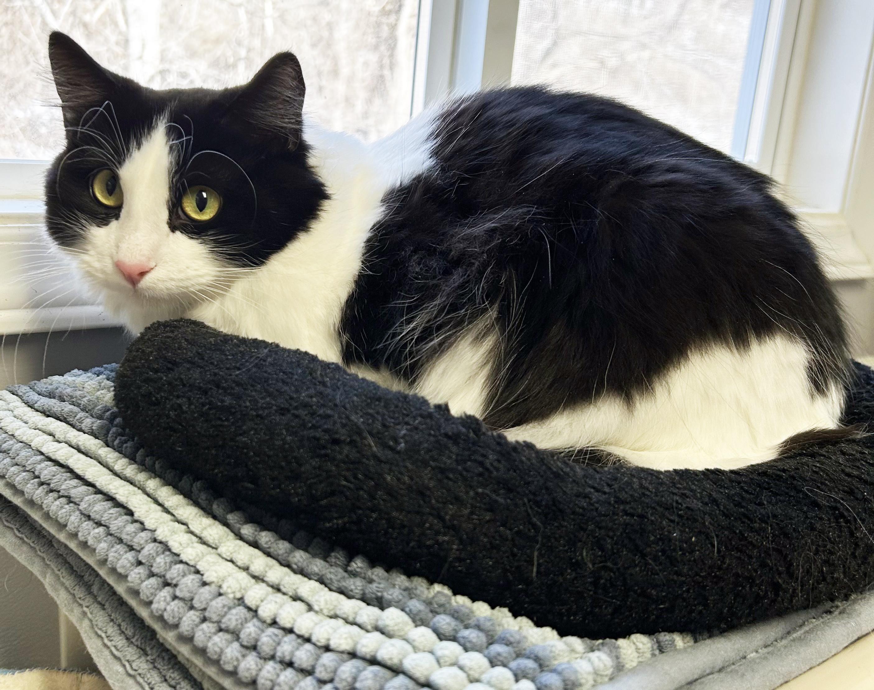 Enlarge Norris, a Adopted mixed breed in Bonner Springs, KS image 3/3