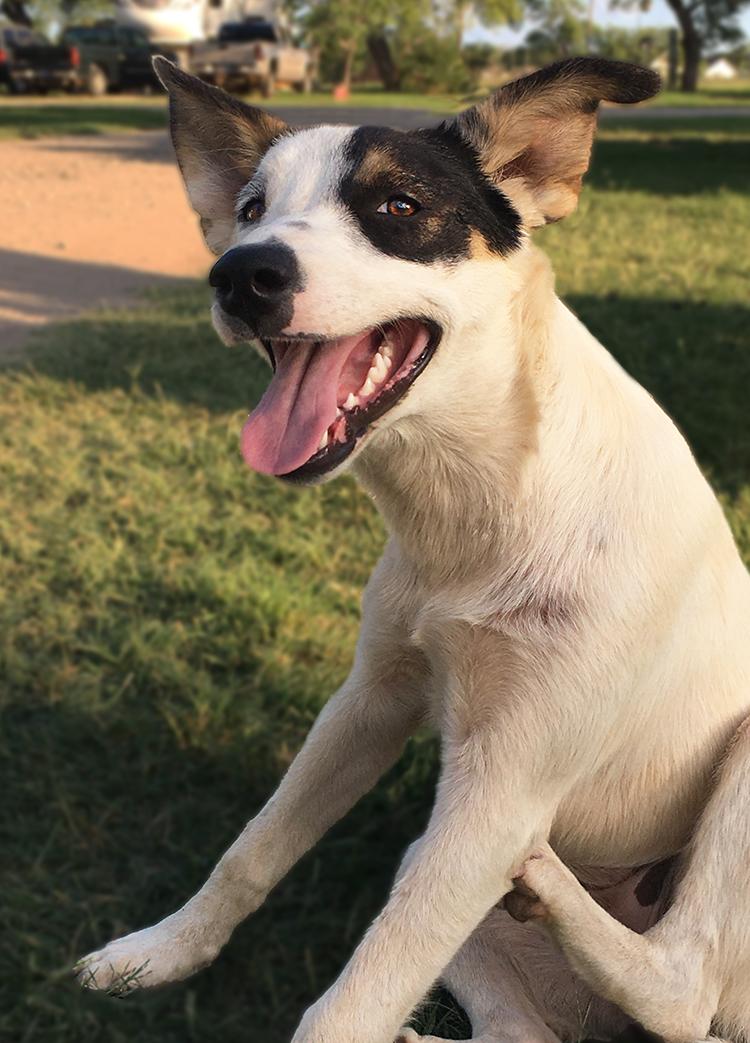 Iris, an adoptable Australian Cattle Dog / Blue Heeler in Brunswick, ME, 04011 | Photo Image 4