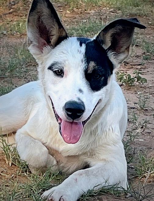Iris, an adoptable Australian Cattle Dog / Blue Heeler in Brunswick, ME, 04011 | Photo Image 1