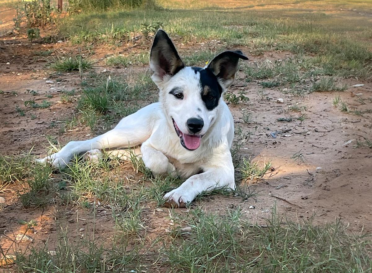 Iris, an adoptable Australian Cattle Dog / Blue Heeler in Brunswick, ME, 04011 | Photo Image 2