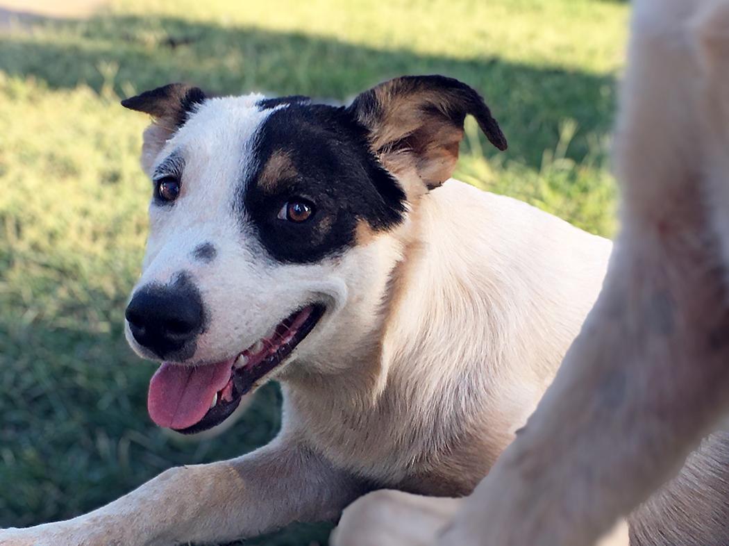 Iris, an adoptable Australian Cattle Dog / Blue Heeler in Brunswick, ME, 04011 | Photo Image 3