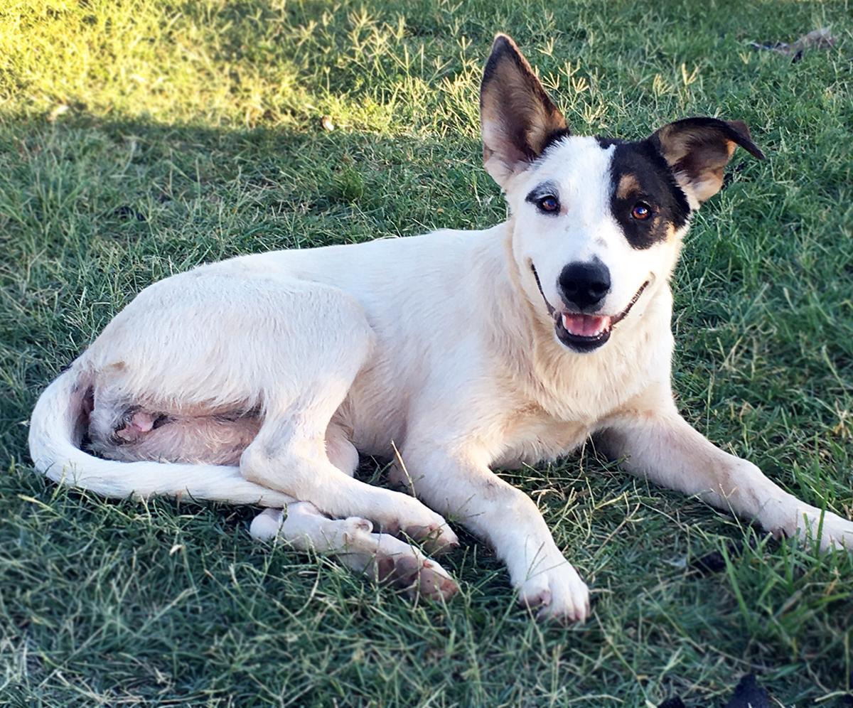 Iris, an adoptable Australian Cattle Dog / Blue Heeler in Brunswick, ME, 04011 | Photo Image 5