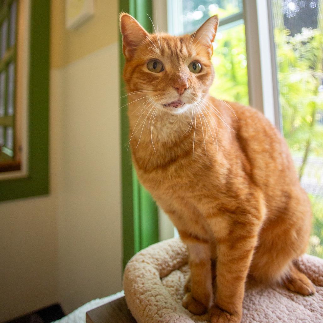 Niho, Adoptable, Senior Male Domestic Short Hair.