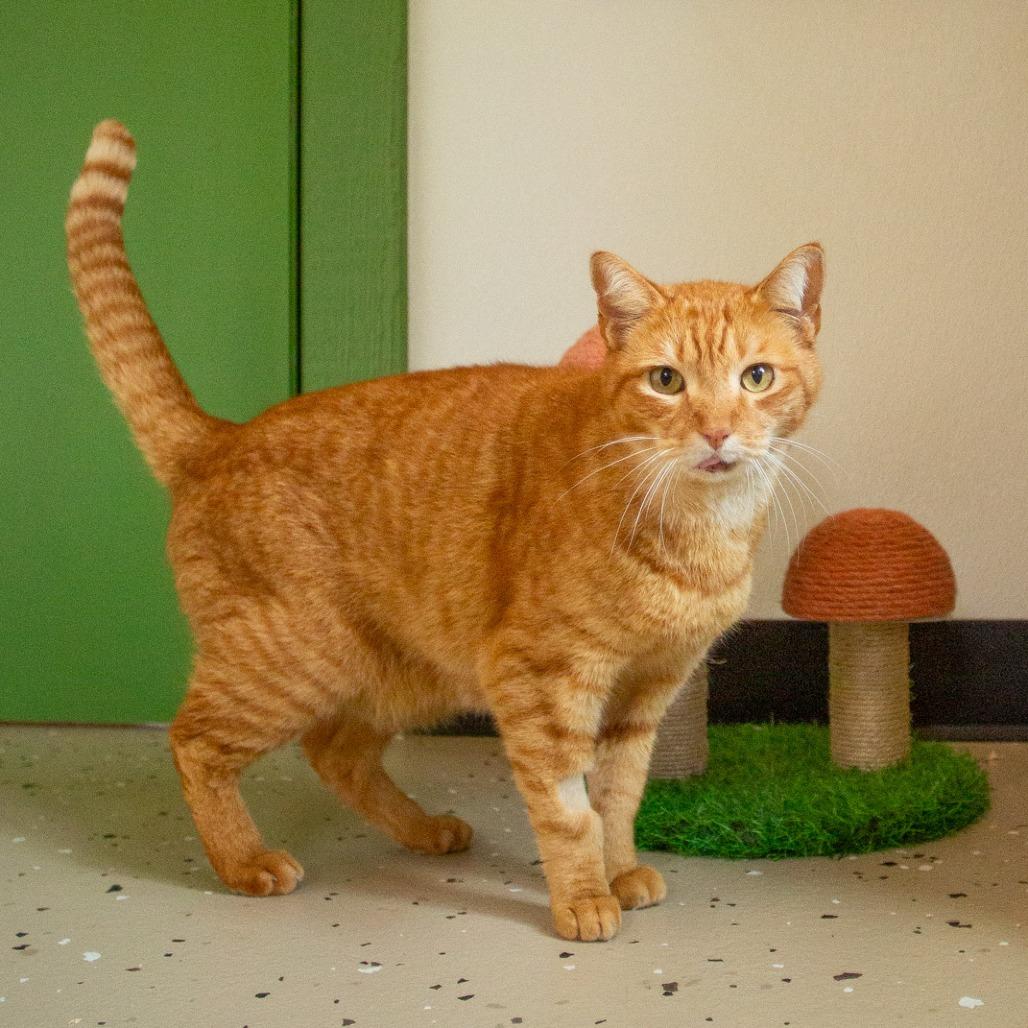 Enlarge Niho, a Adoptable Domestic Short Hair in Kailua Kona, HI image 2/5