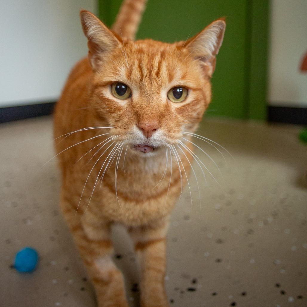 Enlarge Niho, a Adoptable Domestic Short Hair in Kailua Kona, HI image 3/5