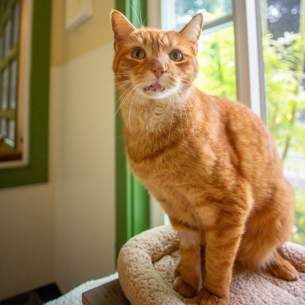 Enlarge Niho, a Adoptable Domestic Short Hair in Kailua Kona, HI image 4/5