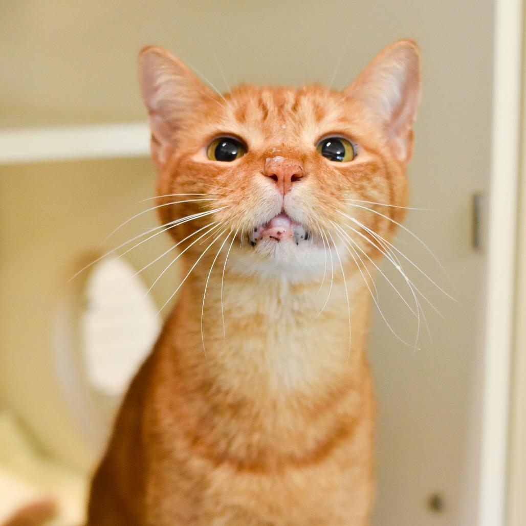 Niho, a Adoptable Domestic Short Hair in Kailua Kona, HI image 5/6