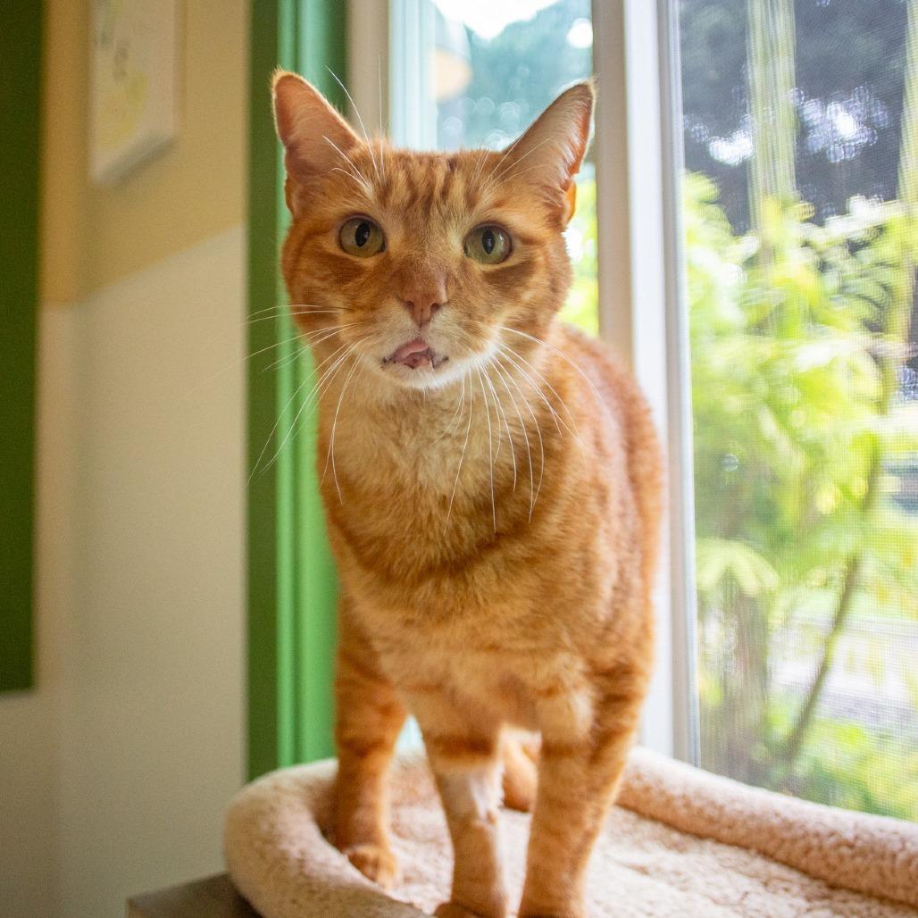 Enlarge Niho, a Adoptable Domestic Short Hair in Kailua Kona, HI image 5/5