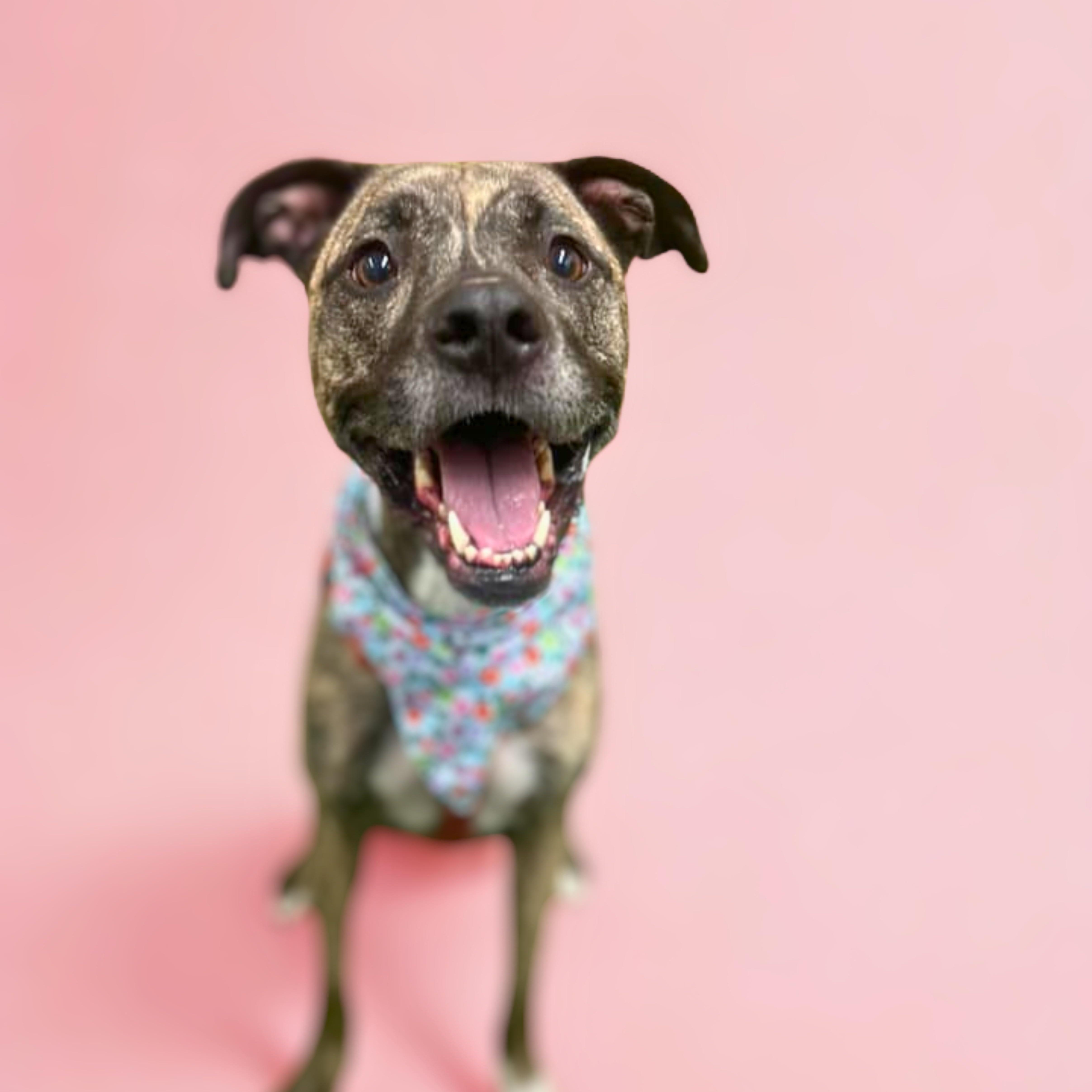 Enlarge Venus, a Adoptable mixed breed in Cherry Hill Township , NJ image 1/4