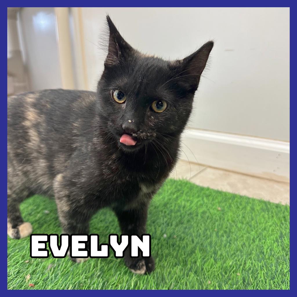 Evelyn, Adoptable, Young Female Domestic Short Hair.