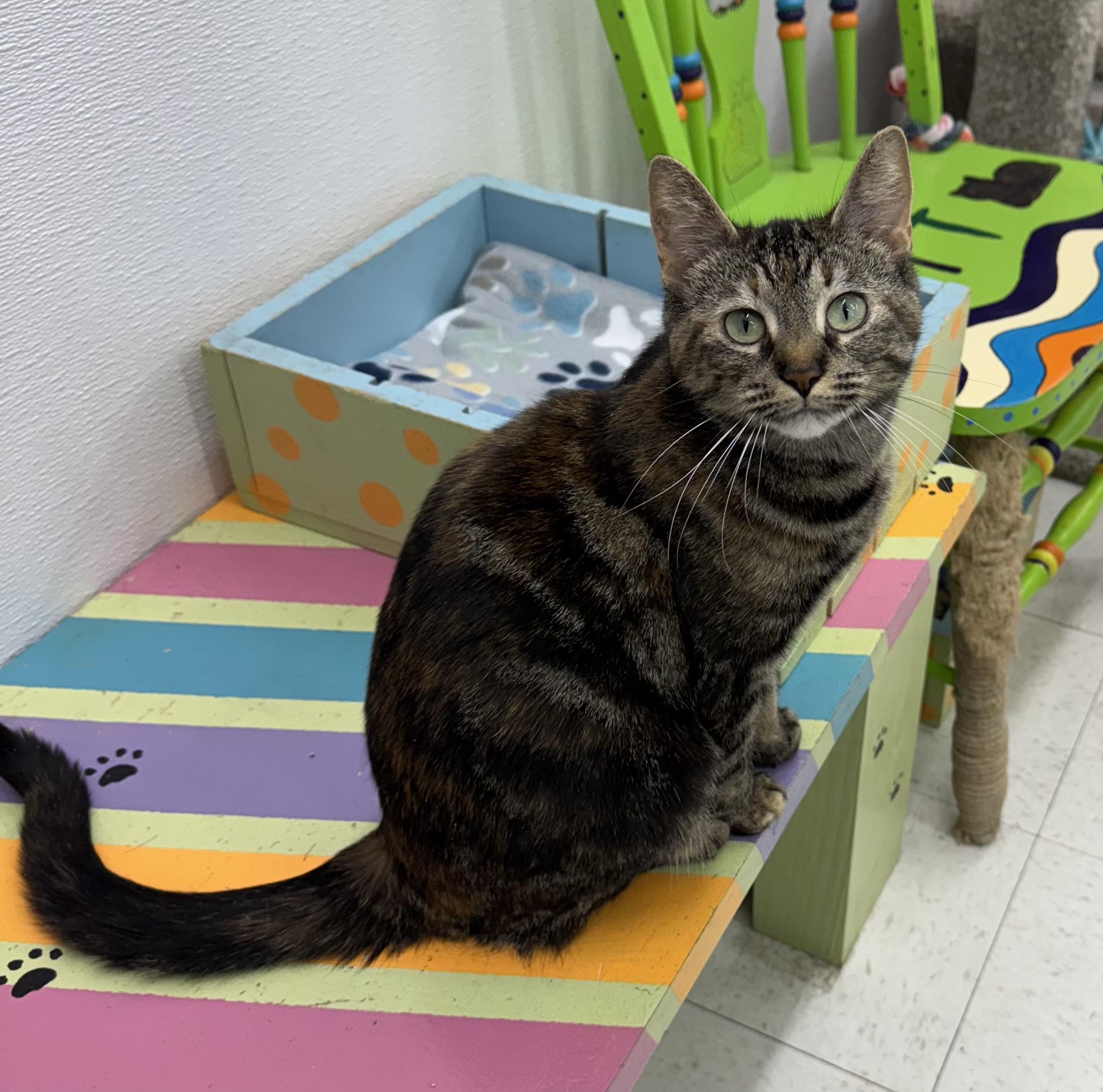 Teeserae, Adult Female Torbie
