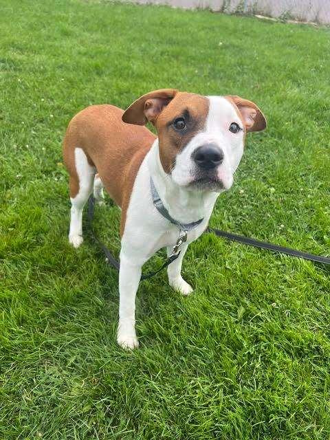 JELLY SHOE, an adoptable Pit Bull Terrier in Ironwood, MI, 49938 | Photo Image 1