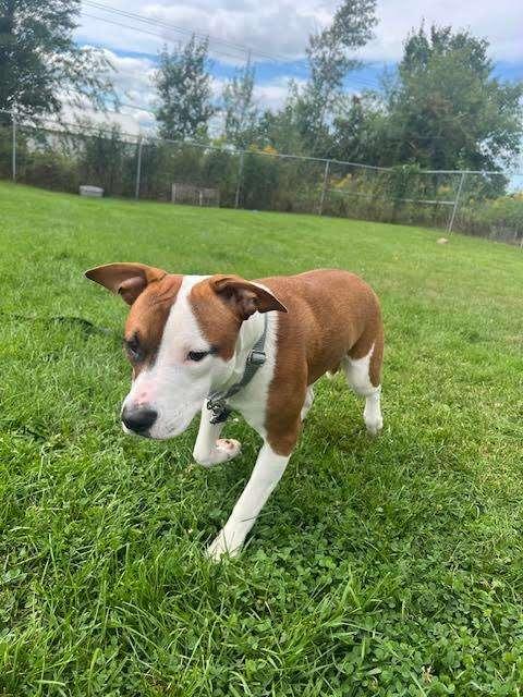 JELLY SHOE, an adoptable Pit Bull Terrier in Ironwood, MI, 49938 | Photo Image 2