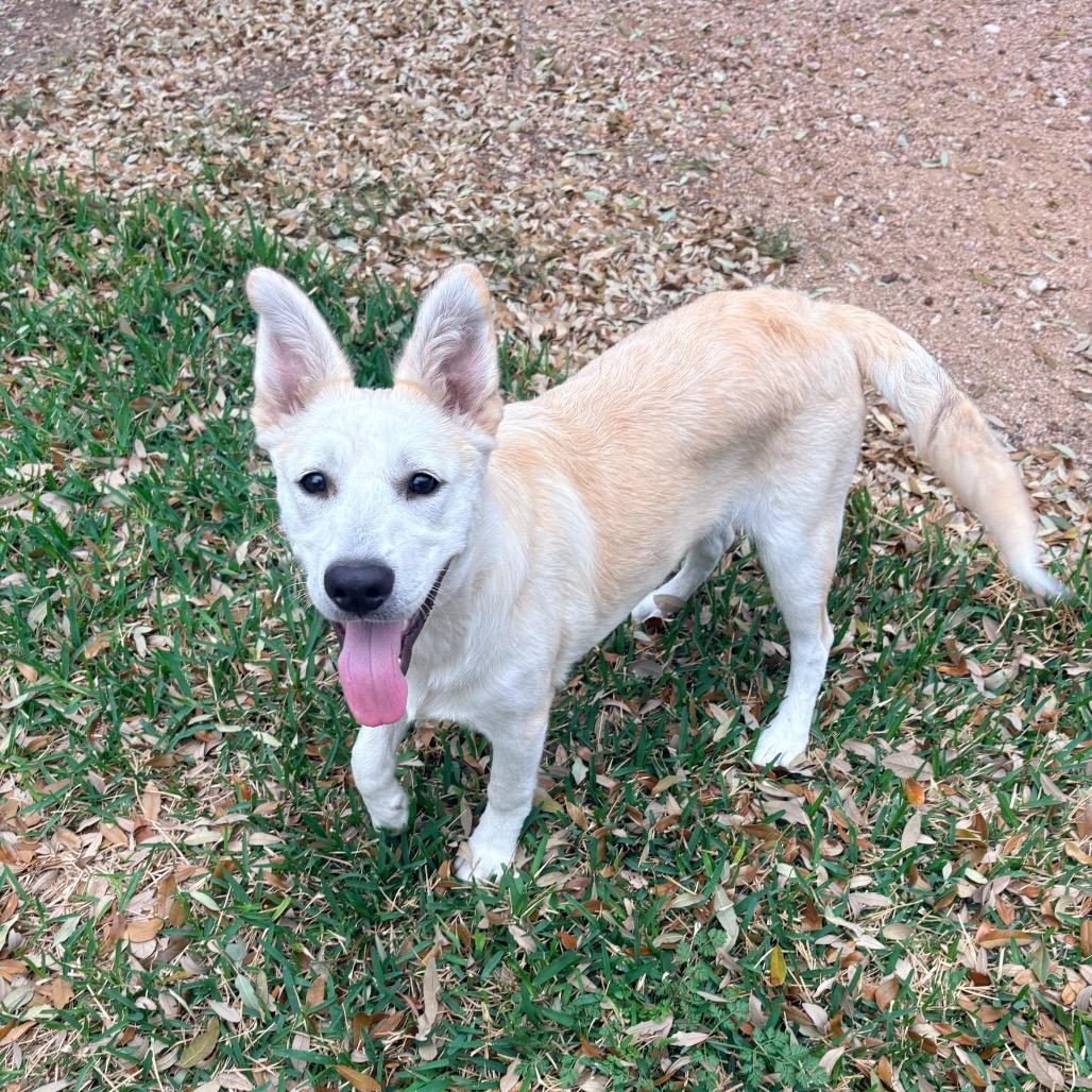 Enlarge Chicken Nugget, a Adoptable Carolina Dog in San Antonio , TX image 1/5