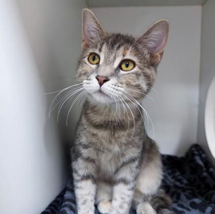 Enlarge Swaggy, a Adoptable mixed breed in Wheaton, IL image 1/3