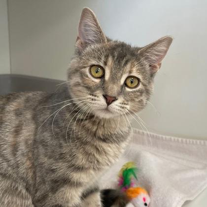 Enlarge Swaggy, a Adoptable mixed breed in Wheaton, IL image 2/3