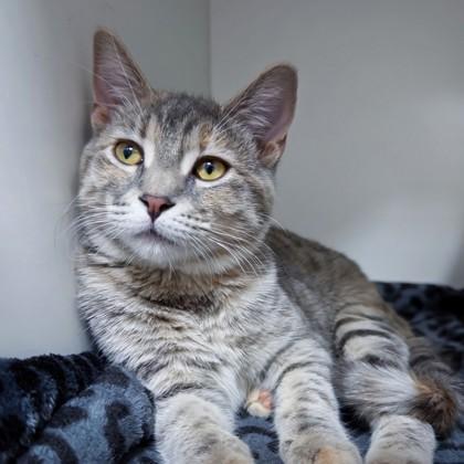 Enlarge Swaggy, a Adoptable mixed breed in Wheaton, IL image 3/3