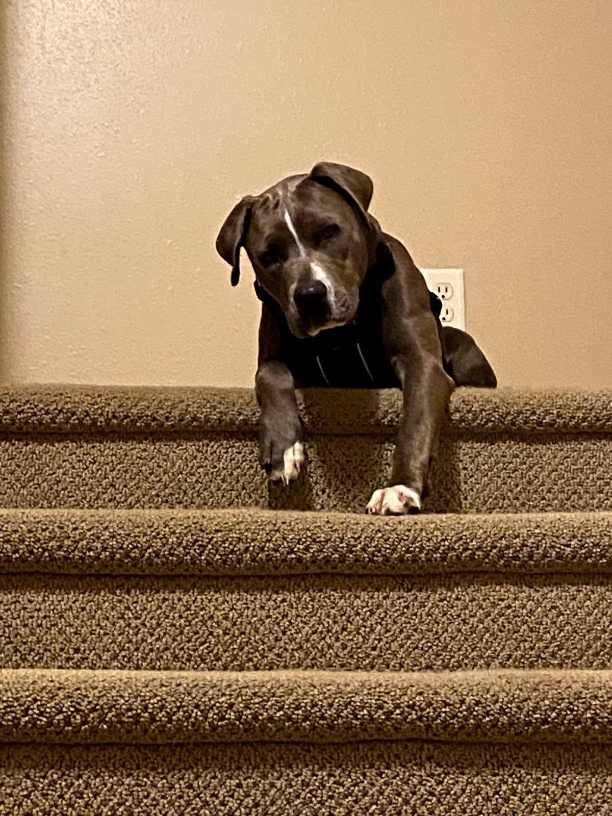 Enlarge Misty, a Adoptable mixed breed in Morris, MN image 2/4