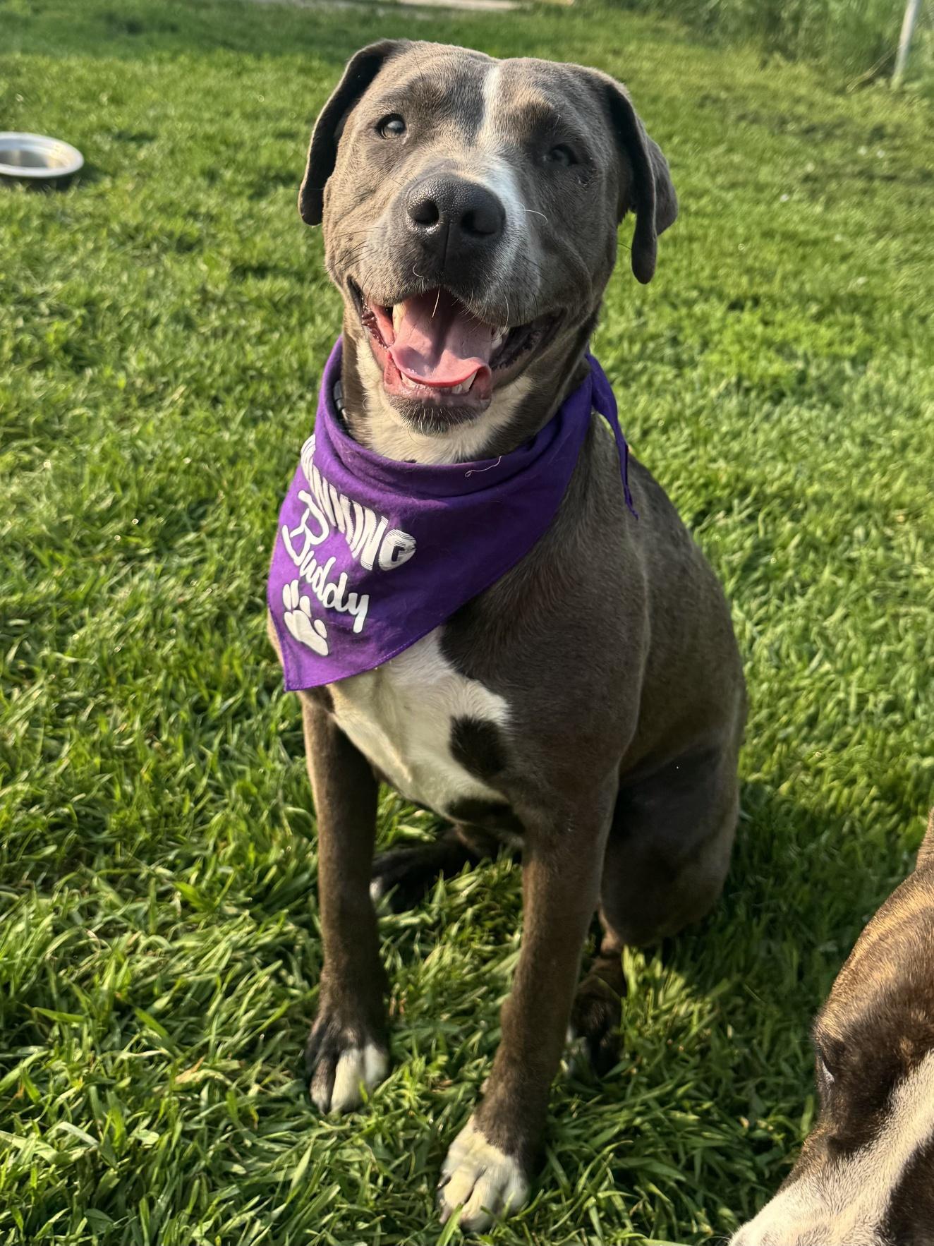 Misty, an adoptable Pit Bull Terrier in Morris, MN, 56267 | Photo Image 1