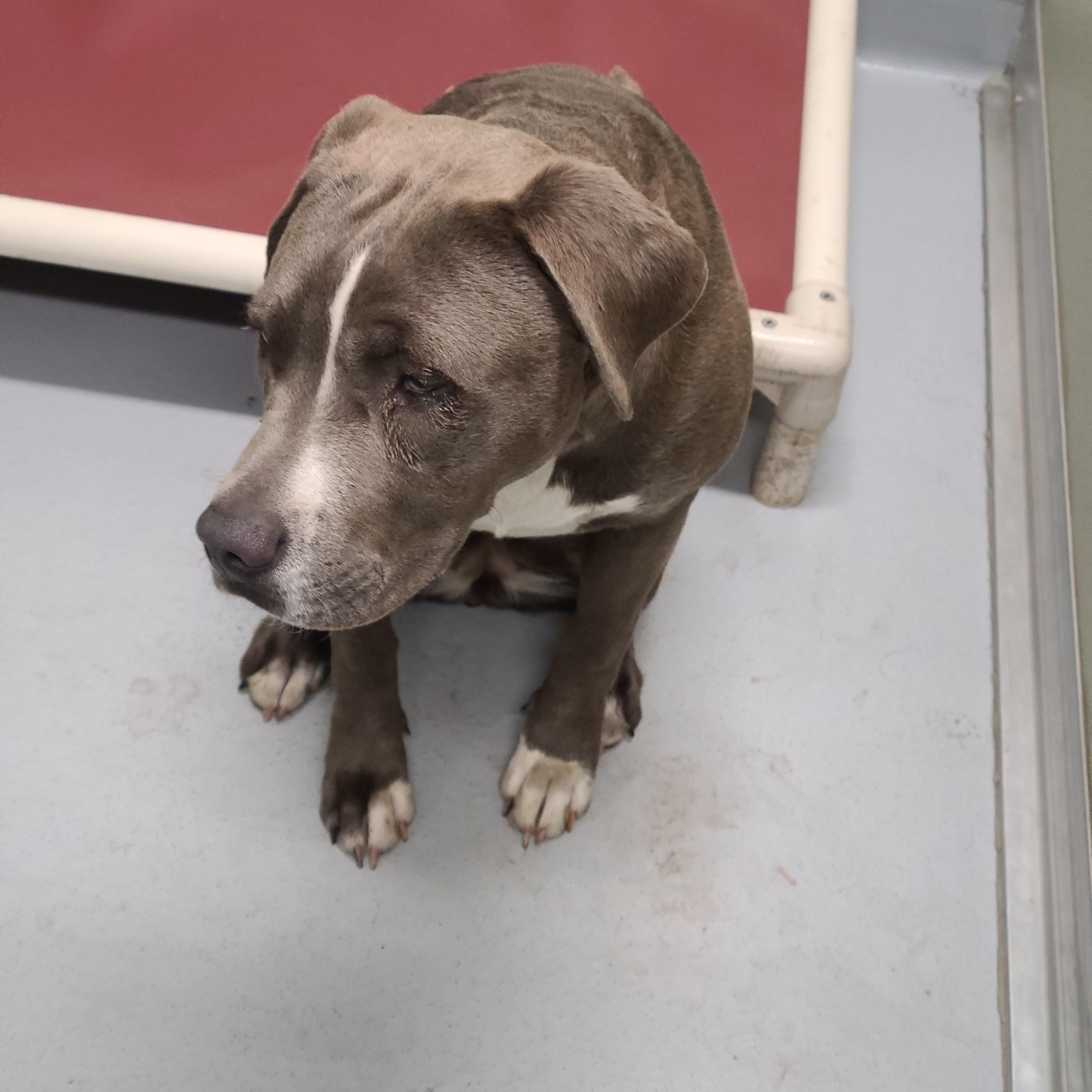 Misty, an adoptable Pit Bull Terrier in Morris, MN, 56267 | Photo Image 3