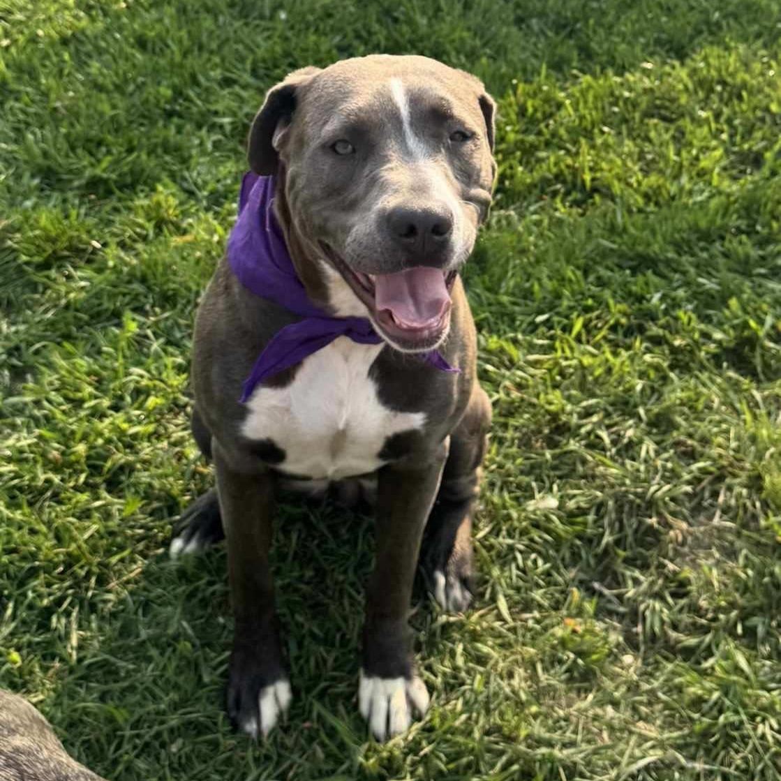 Misty, an adoptable Pit Bull Terrier in Morris, MN, 56267 | Photo Image 2