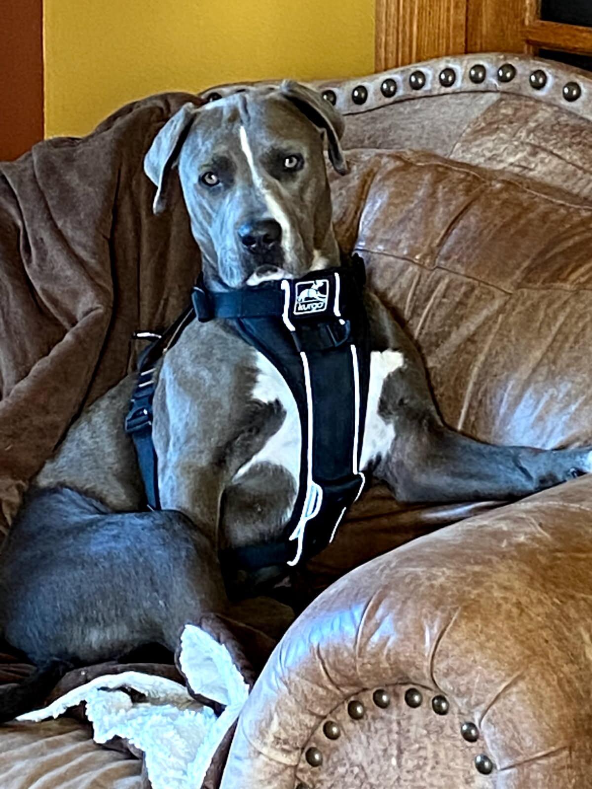 Enlarge Misty, a Adoptable mixed breed in Morris, MN image 1/4