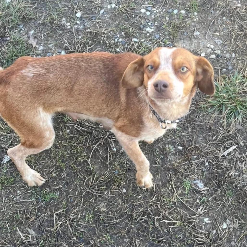 Enlarge Zora, a Adoptable Cattle Dog in Springboro, OH image 1/1