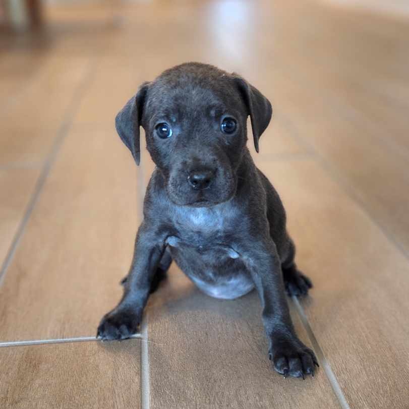 Dog for adoption Paris, a Labrador Retriever Mix in Pittsburgh, PA