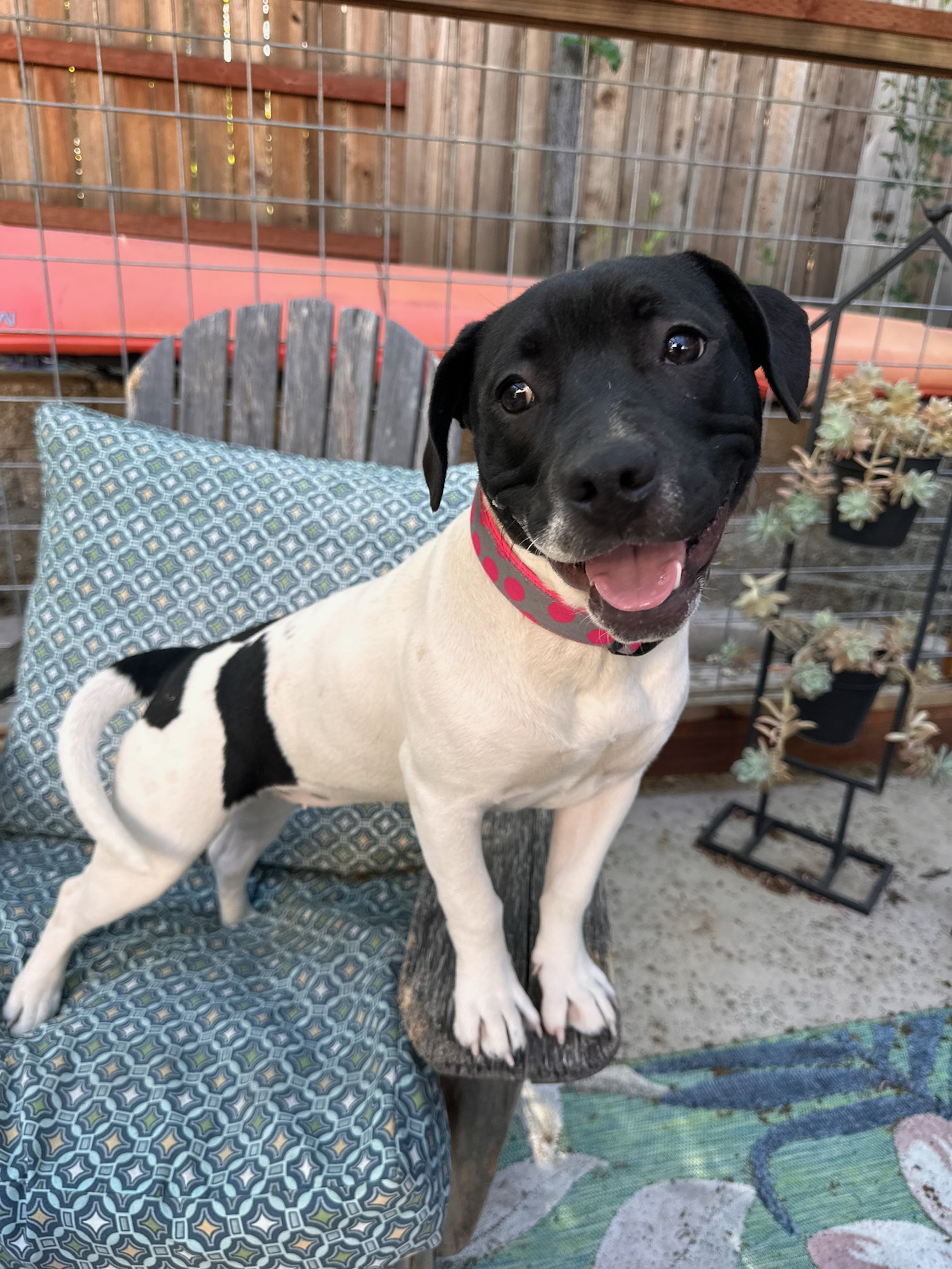 Enlarge Faith aka "Sassypants", a Adopted Pit Bull Terrier in SACRAMENTO, CA image 3/6